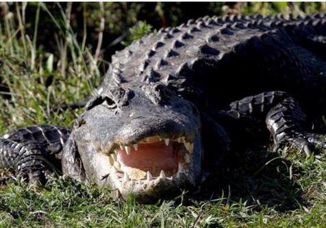 В Армении будут разводить крокодилов