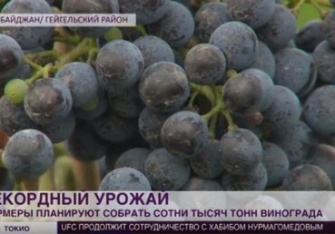 Телеканал «МИР 24»: В Азербайджане собран богатый урожай винограда (Видео)