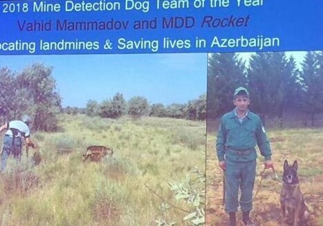 Собака-миноискатель из Азербайджана стала лучшей в мире (Фото)