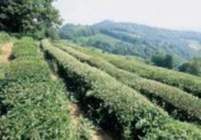 Азербайджанский чай будет экспортироваться в Турцию