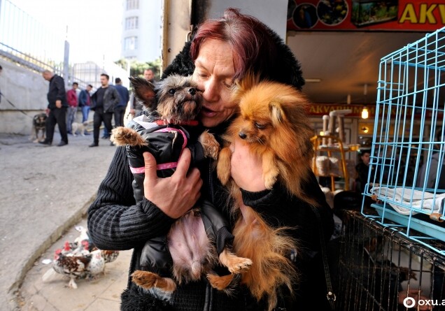 Репортаж с птичьего рынка Баку: собаки - 700, птицы - 80 манатов (Видео)