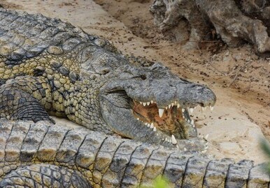 «Импортируемые крокодилы могут стать источником эпидемий в Армении» – Эксперт