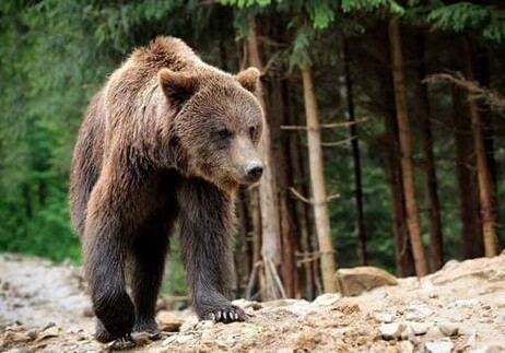 За незаконный отстрел бурого медведя в Азербайджане задержано 6 человек (Видео)