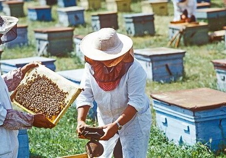 Поддержим пчеловодство