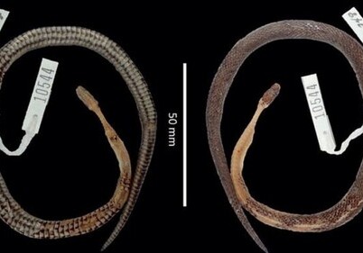 В желудке змеи обнаружена неизвестная науке рептилия