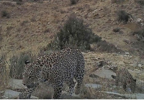 В Азербайджане нашли детеныша леопарда (Видео)