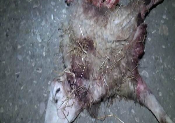 В Геранбое волки напали на село и загрызли 8 голов скота (Фото)