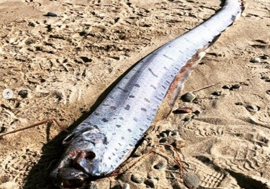 В Японии на берег выбросилась самая длинная в мире рыба (Фото)