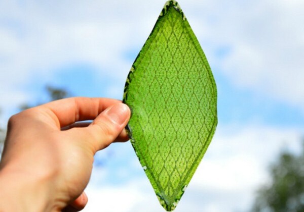 Созданы искусственные листья, поглощающие углекислый газ