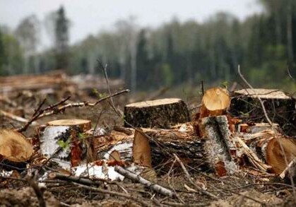 Минэкологии о вырубке более сотен деревьев в Хатаинском районе  (Видео)