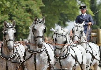 Чешские «кладрубские кони» стали культурным наследием ЮНЕСКО
