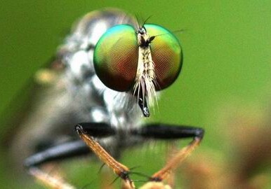 Агентство продовольственной безопасности АР объявило охоту на мух