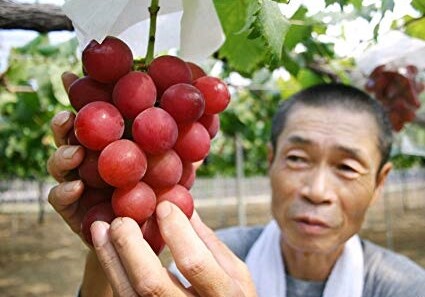 В Японии на аукционе гроздь винограда продали за 11 тысяч долларов