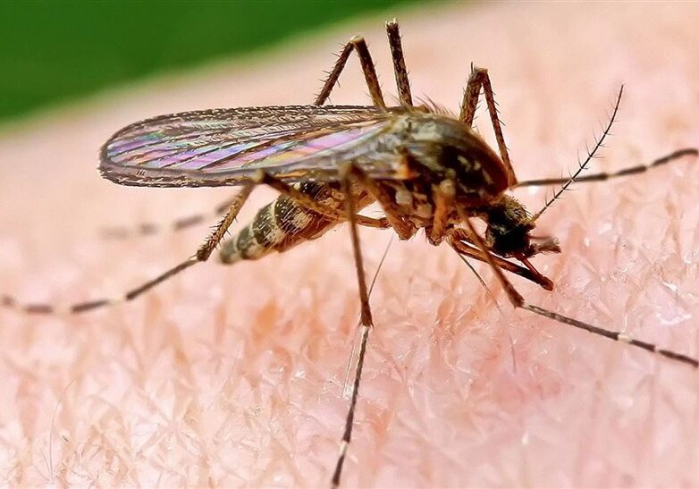 В Танзании более 6,5 тысячи человек заразились лихорадкой денге