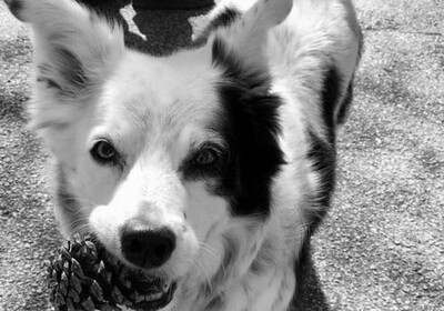Больше тысячи слов: умерла самая умная собака в мире