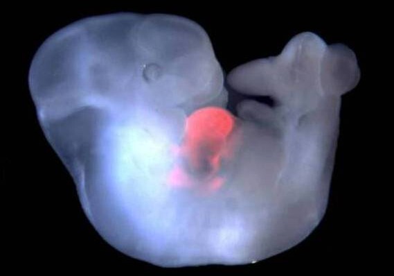 Ученые создали первый эмбрион-химеру обезьяны и человека
