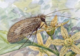 Найденный в янтаре древний вид насекомых назвали в честь Буратино
