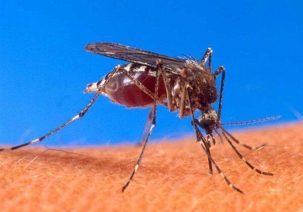 ВОЗ признала Азербайджан свободной от малярии страной