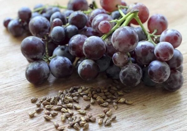 Ученые рассказали, почему полезно есть виноградные косточки