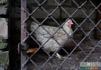 Дагестан намерен поставлять в Азербайджан мясо птицы