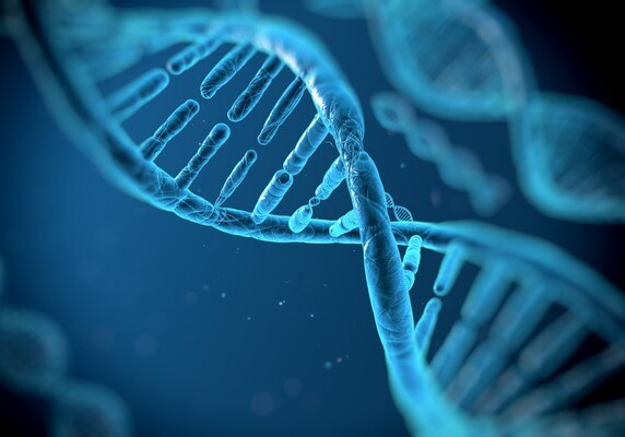Испанским ученым удалось замедлить старость, не ломая ДНК