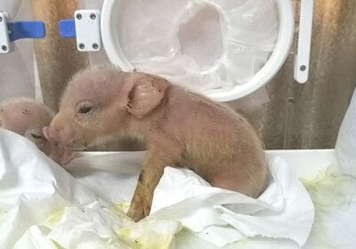 В Китае родился первый в мире гибрид свиньи и обезьяны