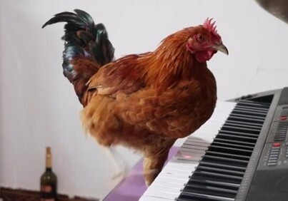 Китаец научил курицу играть на пианино (Видео)