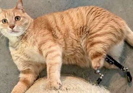 Бионический Вито: как кот на протезах стал звездой интернета (Фото)