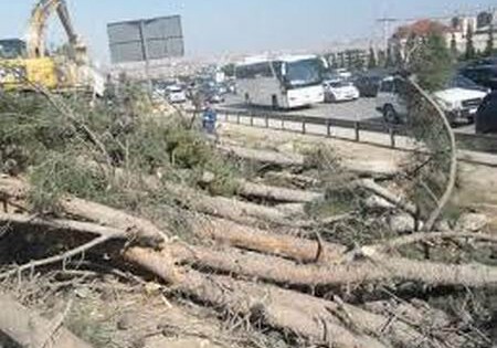 При расширении трассы Баку-Сумгайыт сохранить деревья невозможно - минэкологии