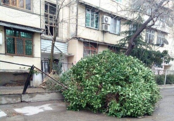 Сильный ветер повалил деревья в Баку (Фото)