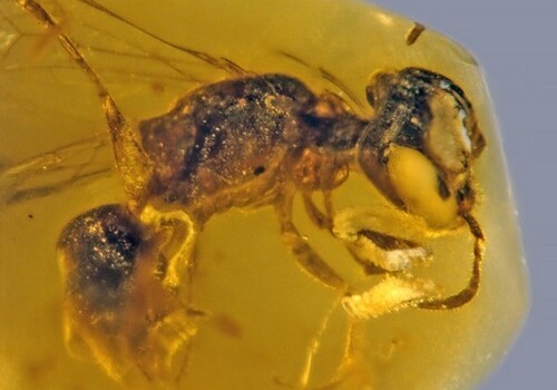 Ученые нашли в янтаре пчелу  возрастом 100 млн лет