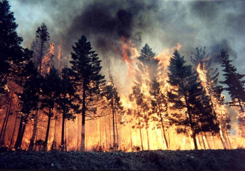 В Огузе потушили лесной пожар (Обновлено)