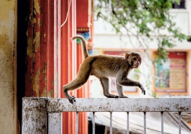 В Индии обезьяны, напав на сотрудника лаборатории, украли образцы крови с COVID-19