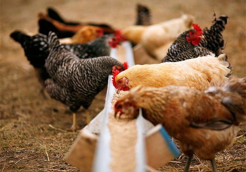 Продажа ряда кормов и кормовых добавок в Азербайджане освобождена от НДС