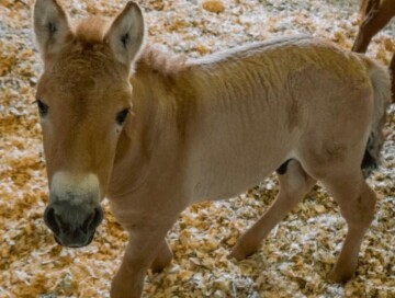 Ученым удалось дважды клонировать вымирающий вид лошади Пржевальского