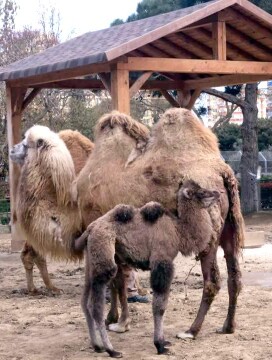 Новруз и Байрам в Бакинском зоопарке