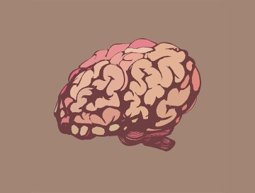 Человеческий мозг вырастили в лабораторных условиях