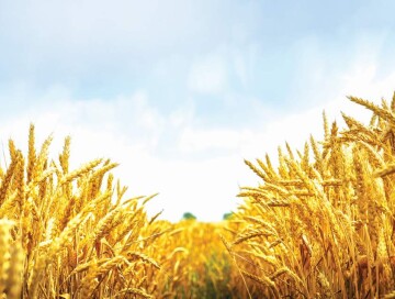 Ставка на голод: мировые цены на пшеницу завышали искусственно 